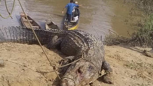 Jacaré gigante é abatido no interior do Acre por moradores 